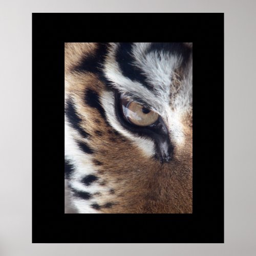 Tiger Eye Poster