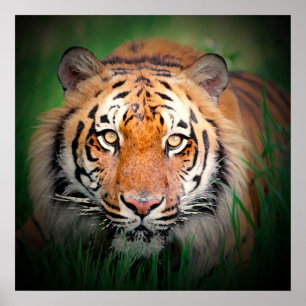 Tiger Eyes Art Print Poster