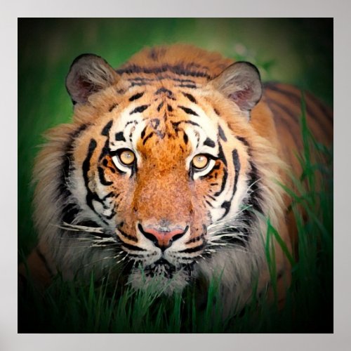 Tiger Eyes Art Print Poster