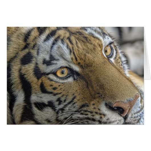 Tiger Eyes Cards (Front Horizontal)