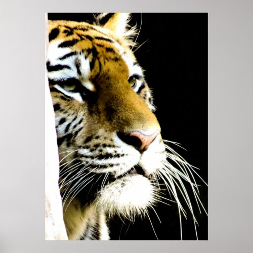 Tiger Eyes Poster