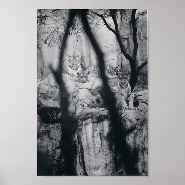 Tiger eyes poster (Front)