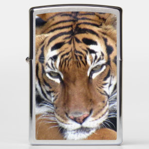 Tiger Eyes Zippo Lighter