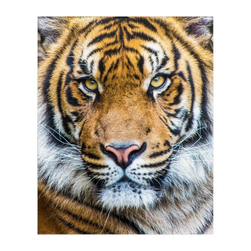 Tiger Face Acrylic Print