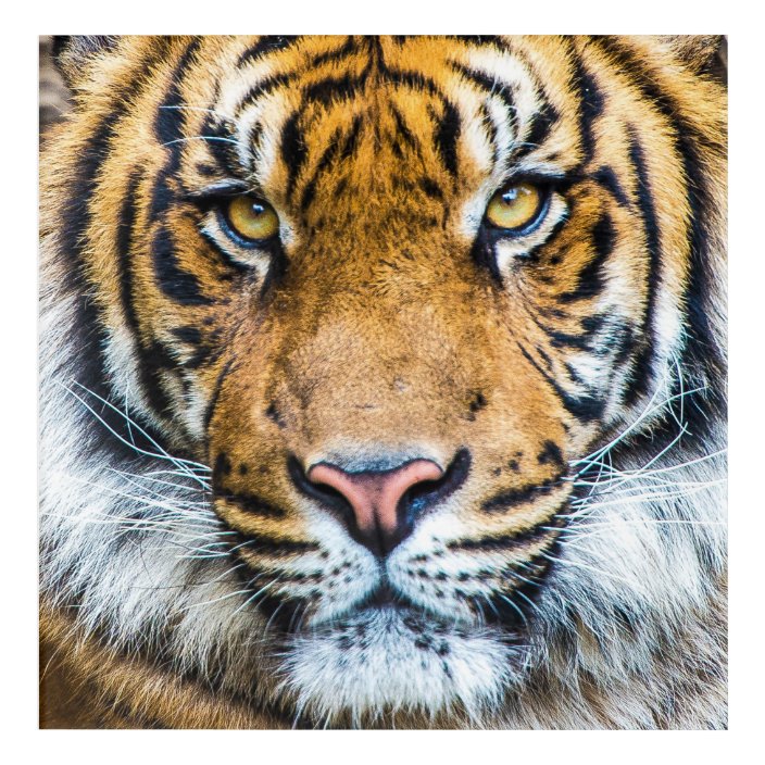 Tiger Face Acrylic Print | Zazzle.com