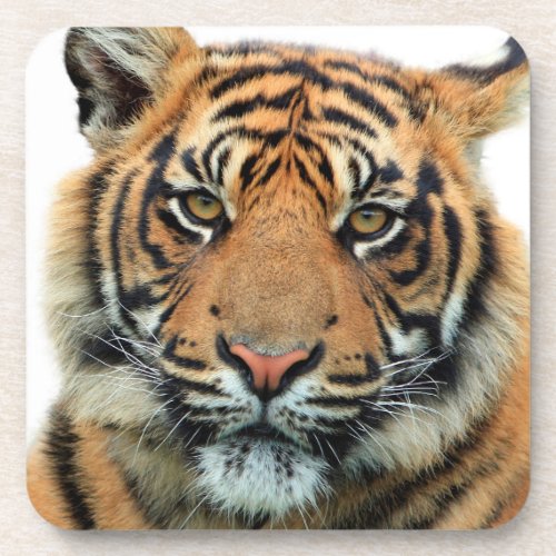 Tiger Face Beverage Coaster