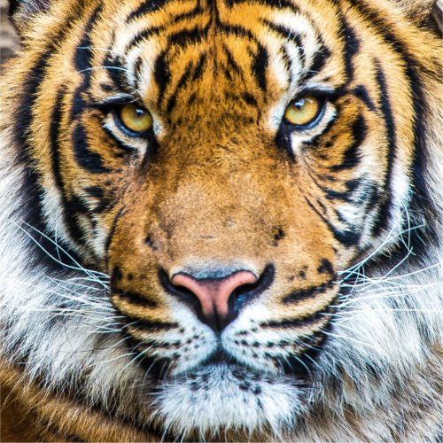 Tiger Face Close Up Sticker