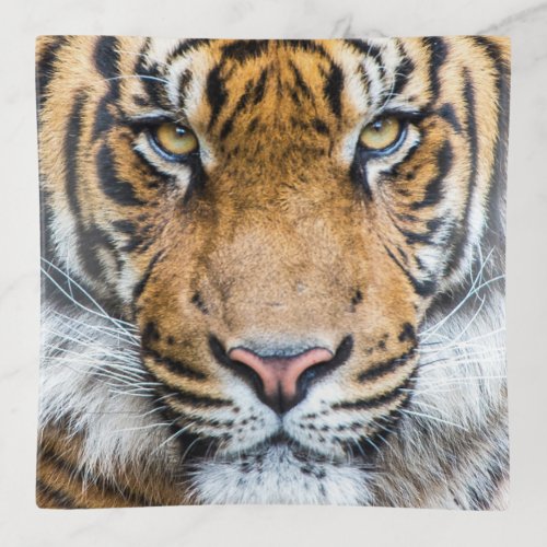 Tiger Face Close Up Trinket Tray