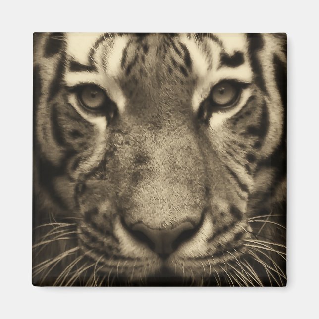 Tiger Face in Sepia Tones Magnet (Front)