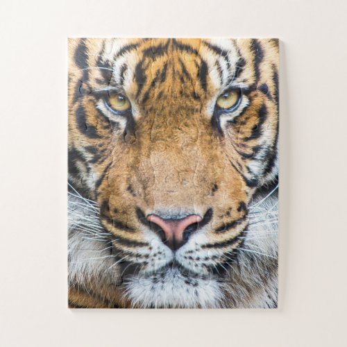 Tiger Face Jigsaw Puzzle
