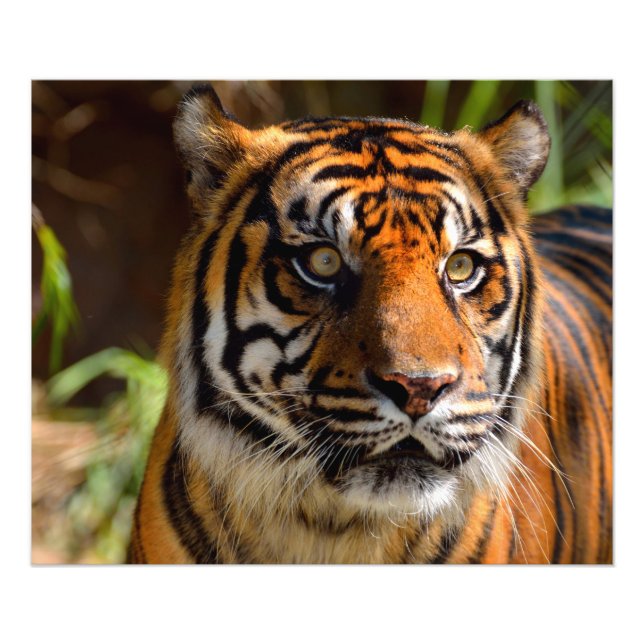 Tiger Face Photo Print (Front)