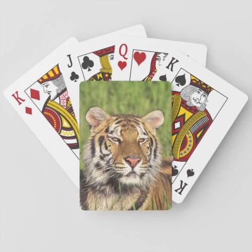 Tiger Face Poker Cards