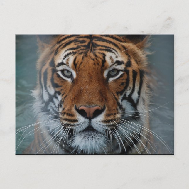 Tiger Face Postcard (Front)