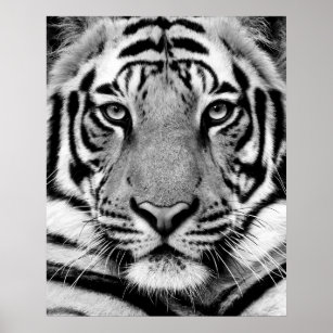 Tiger Face Poster