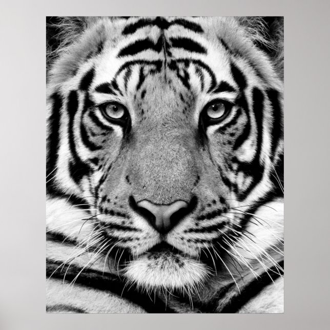 Tiger Face Poster (Front)