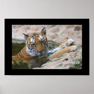 tiger face poster