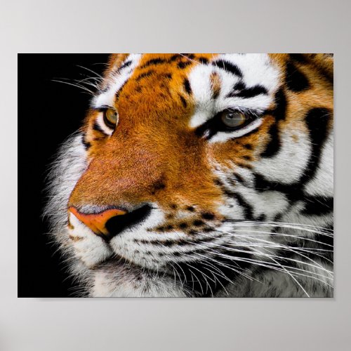 Tiger face poster