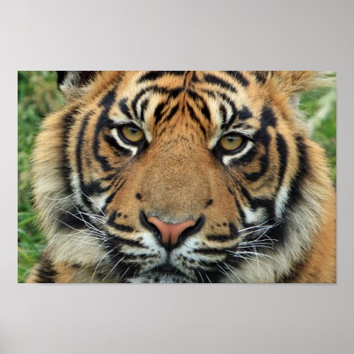 Tiger Face Poster