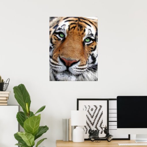 Tiger Face Poster | Zazzle