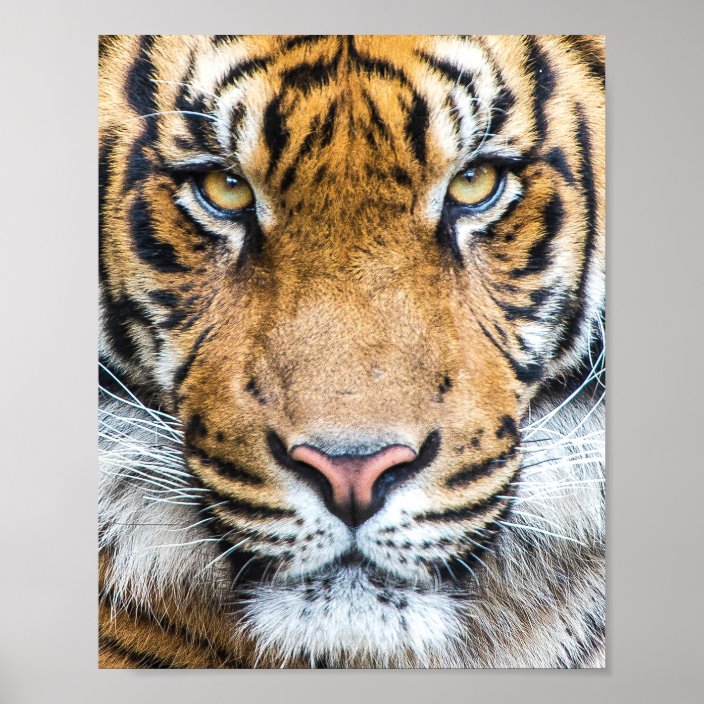 Tiger Face Poster Zazzle Com