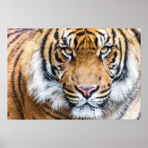 Tiger Face Poster