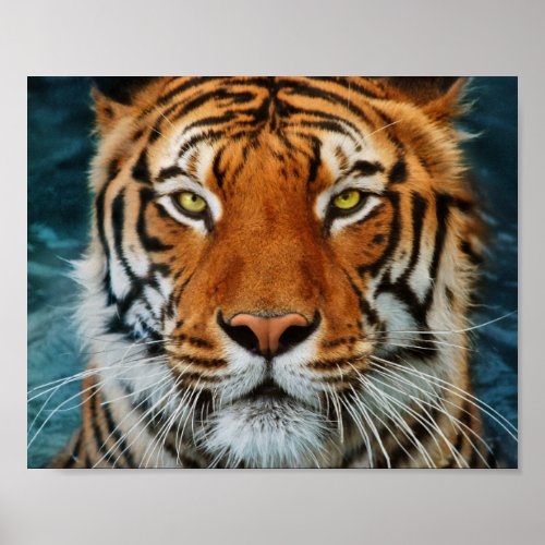 Tiger Face Poster