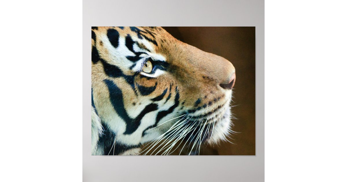 Tiger Face Print | Zazzle