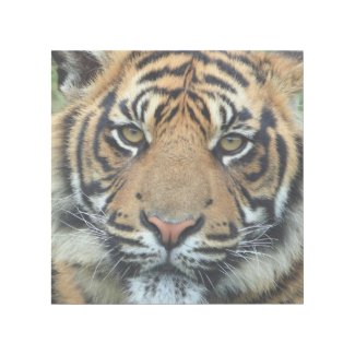 Tiger Face Print Wrap Gallery Art 12 x 12