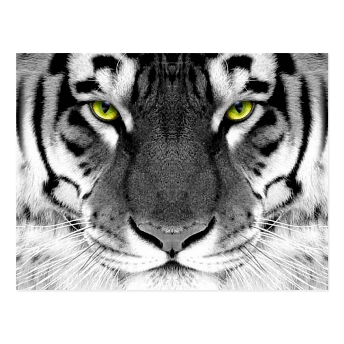 eyes the tiger