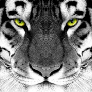 tiger head posters photo