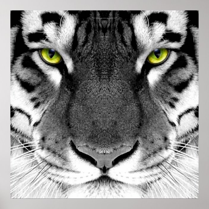white tiger eyes