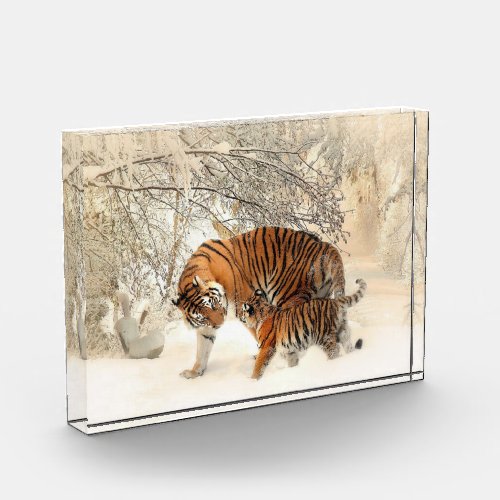 Tiger Family In Winter Landscape Photo Block