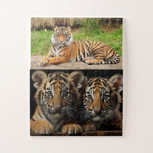 tiger family jigsaw puzzle