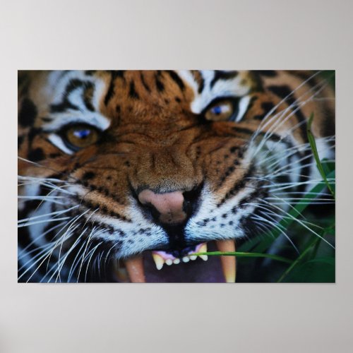 Tiger Fangs Close UP Poster
