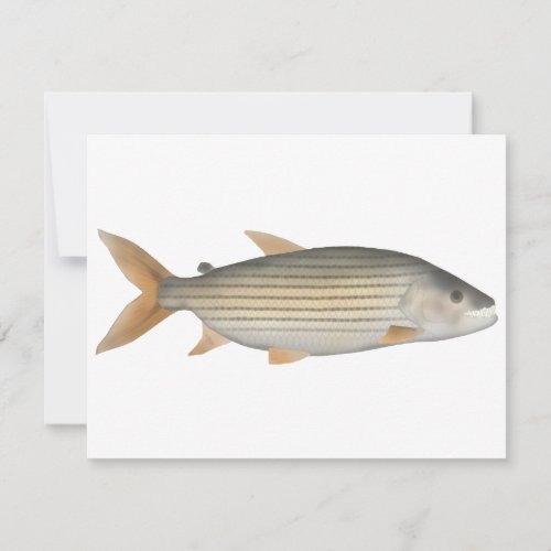 Tiger Fish Note Card