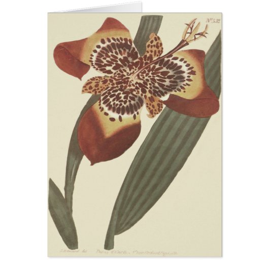 Tiger Flower Botanical Illustration Cards (Front)