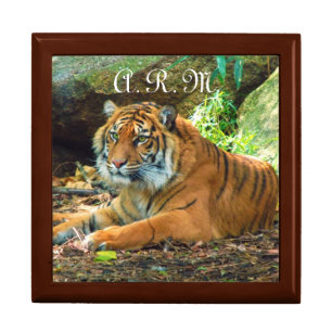 Tiger Gaze Jewelry Box