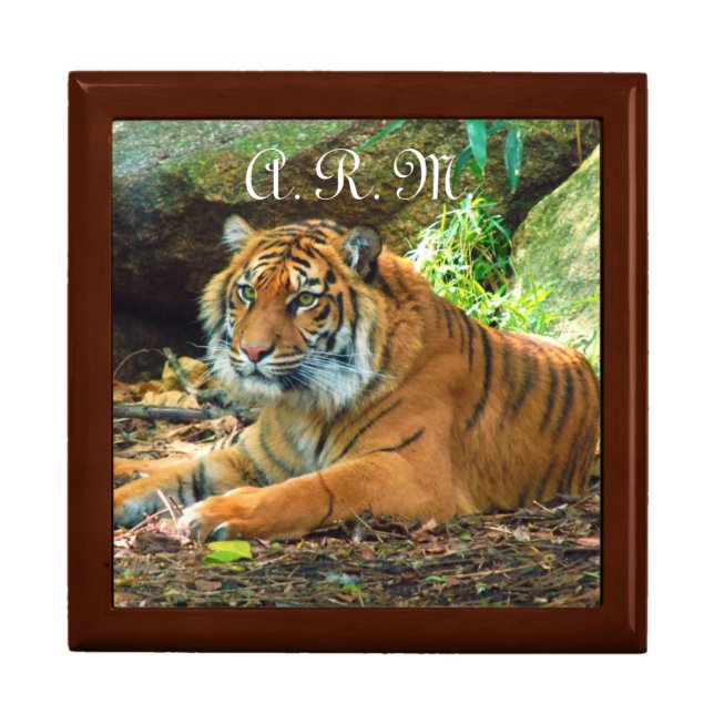 Tiger Gaze Jewelry Box (Front)