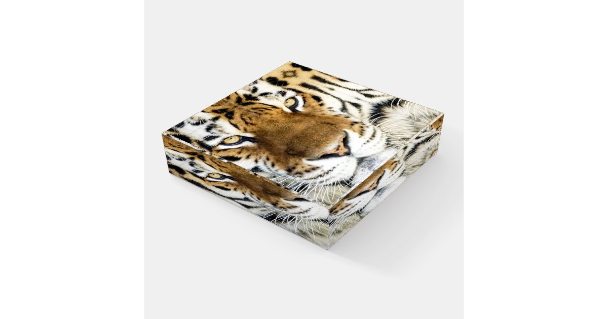 Tiger Glass Paperweight Zazzle