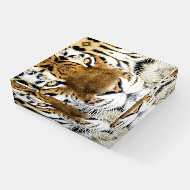 Tiger Glass Paperweight (Angled)