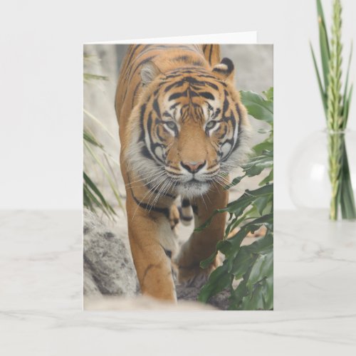 Tiger Greeting Cards