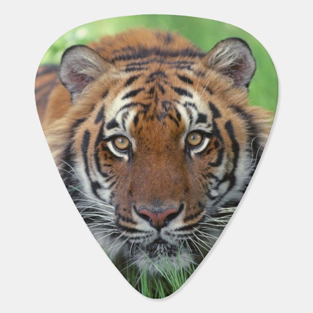 Tiger Guitar Pick (Back)