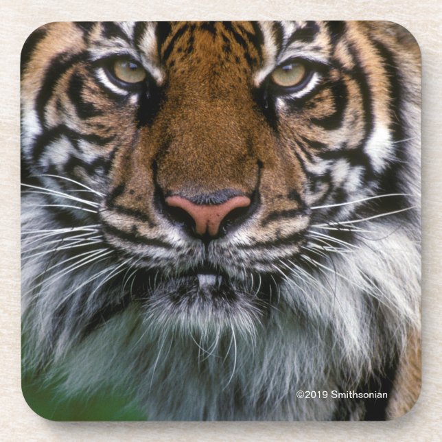 Tiger Head and Face Beverage Coaster (Front)
