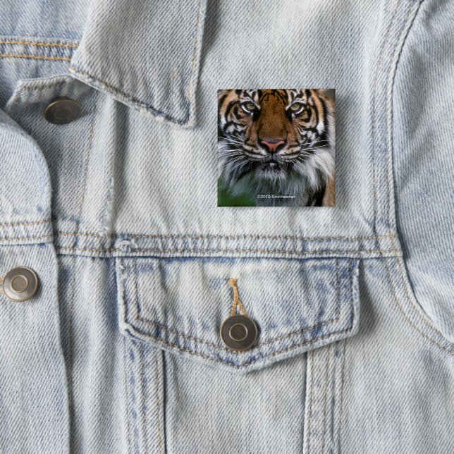 Tiger Head and Face Button (In Situ)