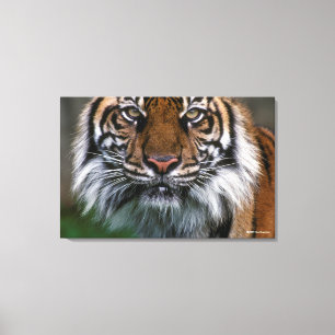 Tiger Head and Face Canvas Print