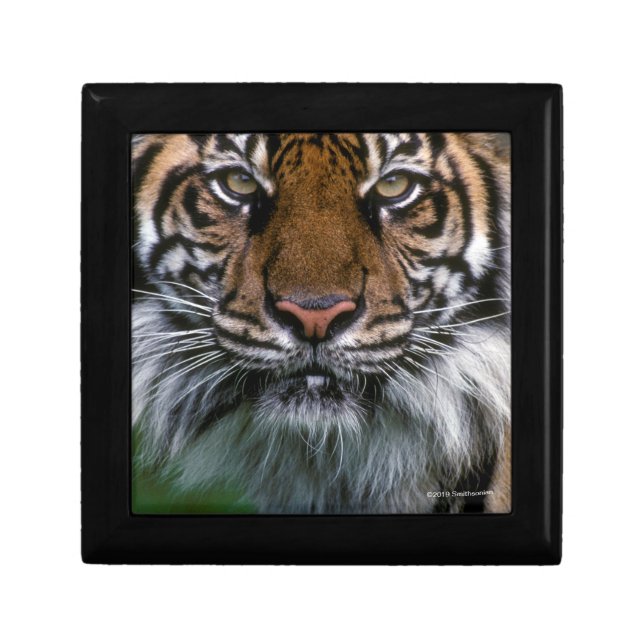 Tiger Head and Face Gift Box (Front)