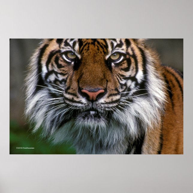 Tiger Head and Face Poster (Front)