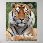 Tiger Head  Beautiful Close-up Photo Print, Poster at Zazzle