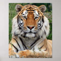 Tiger head  beautiful close-up photo print, poster