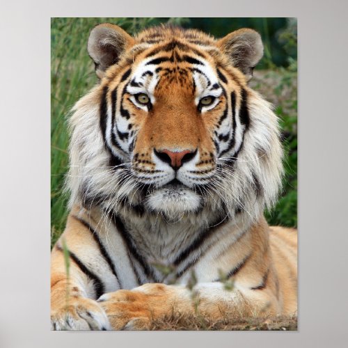 Tiger head  beautiful close_up photo print poster